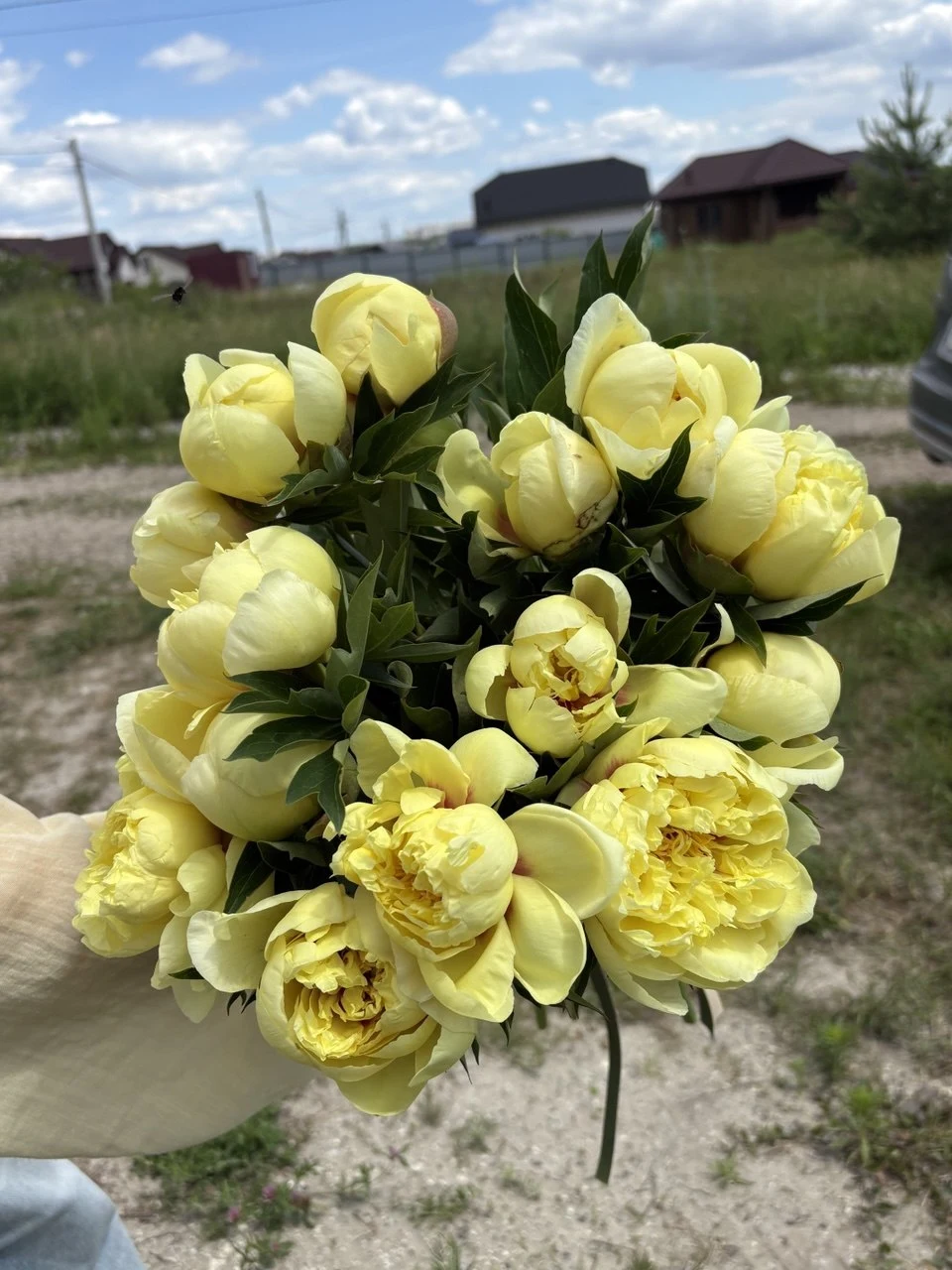 Пион Бартзелла, букет